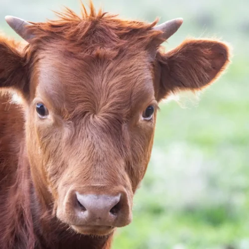 Brown calf standing in green field.