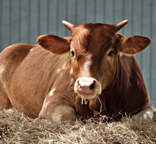 Brown cow resting on hay.