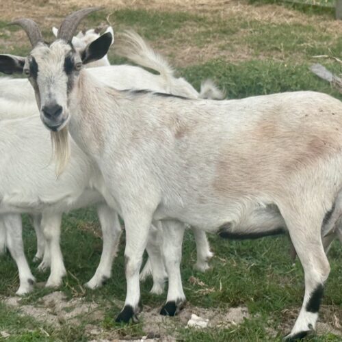 Nanny Goat [LOT-CW124]