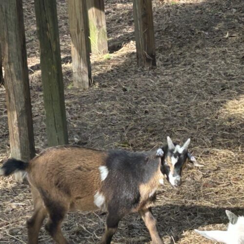 Nigerian Dwarf - Blue Eyed Billy [LOT-CW127]
