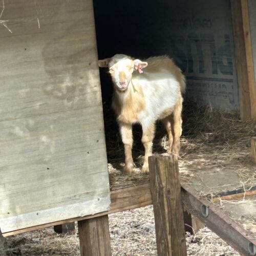 Nigerian Dwarf - Blue Eyed Billy [LOT-CW128]
